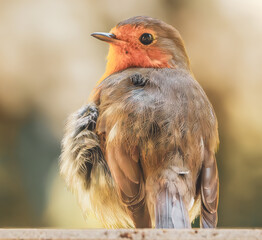 Zerzaustes Rotkehlchen nach der Gefiederpflege