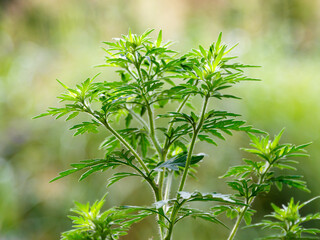Common ragweed ( Latin- Ambrosia artemisiifolia ) is an annual herbaceous plant of the Asteraceae family. Common ragweed pollen causes allergies.