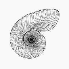 Line-art illustration of nautilus shell with detailed spiral pattern. Minimal design for science, nature or coastal-themed packaging, education or home decor with copy space
