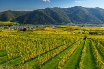 Fototapeta premium Wachau valley vineyards producing wine in Lower Austria