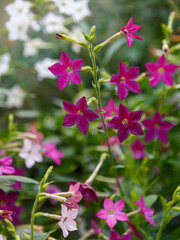 Winged tobacco ( Latin- Nicotiana alata ), also known as ornamental tobacco or fragrant tobacco ,...