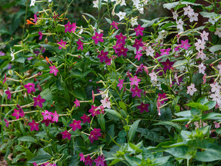 Winged tobacco ( Latin- Nicotiana alata ), also known as ornamental tobacco or fragrant tobacco ,...