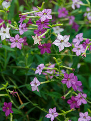 Winged tobacco ( Latin- Nicotiana alata ), also known as ornamental tobacco or fragrant tobacco ,...