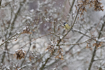 Mésange charbonnière sous la neige © Laurent