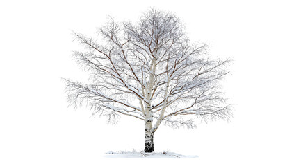 Fototapeta premium Isolated winter tree dusted with snow against a black backdrop, stark beauty