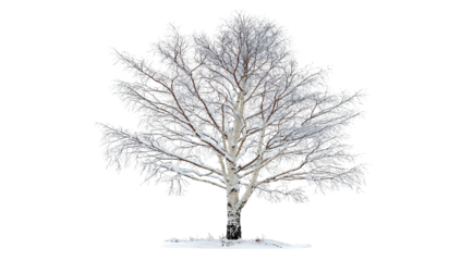 Isolated winter tree dusted with snow against a black backdrop, stark beauty