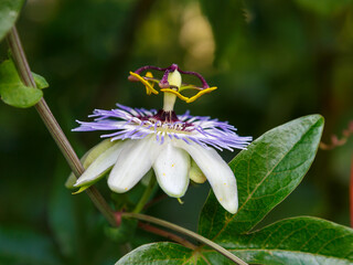 Blue Flower or Passiflora (Passiflora caerulea) leaves in tropical garden. A bee collects nectar on Passiflora flowers