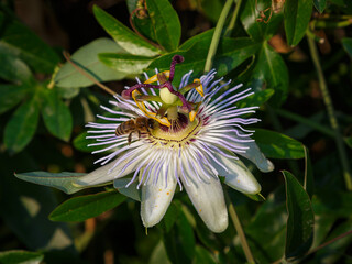 Blue Flower or Passiflora (Passiflora caerulea) leaves in tropical garden. A bee collects nectar on Passiflora flowers