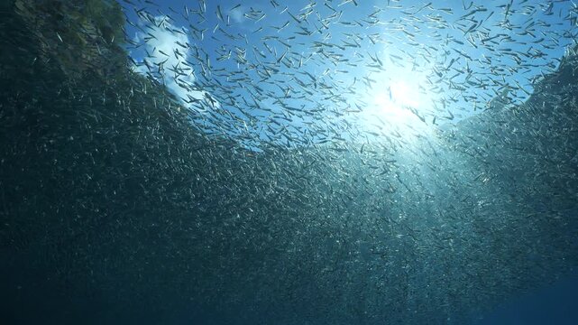 silversides hiding behind secret rocks  under sun shine and beams underwater silverside fish school wavy sea protection backgrounds Atherina boyeri