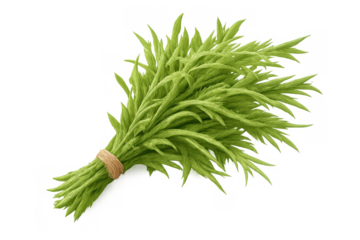 Fresh green rosemary sprigs tied in a bundle, a fragrant herb used in cooking and aromatherapy, transparent background