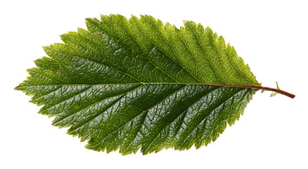 Close-up of a vibrant green leaf with textured veins, isolated on a black background