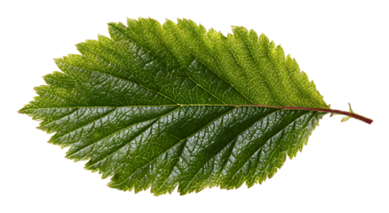 Close-up of a vibrant green leaf with textured veins, isolated on a black background
