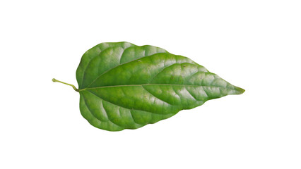 Fresh green leaf isolated on a white background showing natural plant freshness