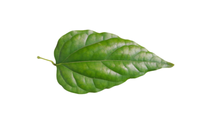 Fresh green leaf isolated on a white background showing natural plant freshness