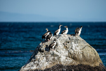 Group of Imperial Shags perched on a large rock in the ocean, Cormorant colony resting on a sea rock with blue water background