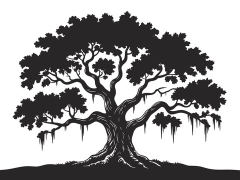 Spanish moss hanging from live oak tree silhouette, vector illustration ideal for southern scenery, natural landscape graphics, botanical study, garden design