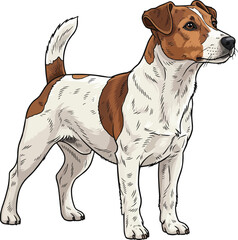 Parson Russell Terrier dog standing alert focused looking away illustration