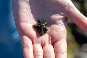 Tiny Green Starfish Held in Child's Hand at the Beach, Close-up of a Small Sea Star for Marine Biology and Nature Education