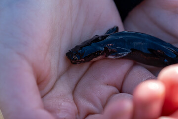 Close-up of Small Dark Fish Held Gently in Human Hands, Child Holding Tiny Black Fish for Nature Exploration and Education