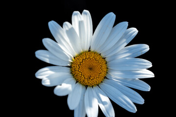 Macro Close-up of a Single White Daisy with Yellow Center on Black Background