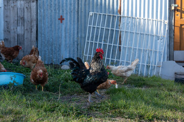 Black Rooster and Brown Hens Free Ranging in a Farmyard, Rural Countryside Scene with Domesticated Chickens and a Proud Rooster