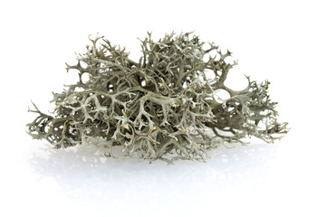 Tree moss from fir and pine trees - raw material for perfume industry