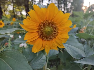 Bright flowers in a flower bed. Helianthus