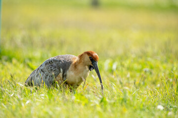 Wildlife Photography of an Ibis in a High-Key Meadow Landscape