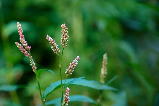Pink flower of plant Polygonum persicaria in the wild.