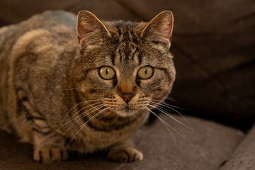 Curious Domestic Cat Looking Up with Attentive Expression in Home Interior, Close-up Portrait of a Tabby Cat with Wide Eyes and Long Whiskers