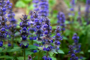 Obraz premium Blue flowers bugleweed(Ajuga reptans) in bloom.