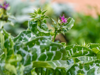 Obraz premium Milk thistle ( Latin- Sílybum) is a species of herbaceous plant from the genus Milk thistle of the Asteraceae family