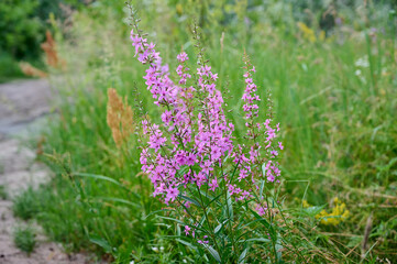 Obraz premium Pink purple flower chamaenerion angustifolium blooming in the meadow.
