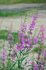 Fototapeta premium Pink purple flower chamaenerion angustifolium blooming in the meadow.