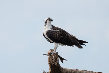 Osprey is perched on a branch in the tropical rainforest