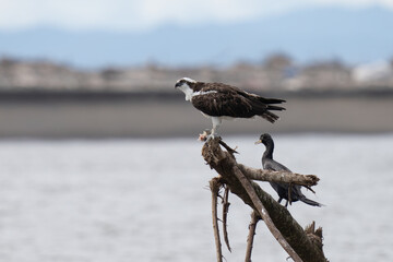Osprey is perched on a branch in the tropical rainforest