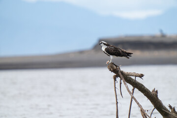 Osprey is perched on a branch in the tropical rainforest
