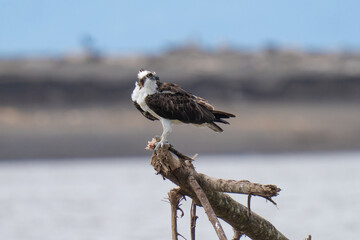 Osprey is perched on a branch in the tropical rainforest