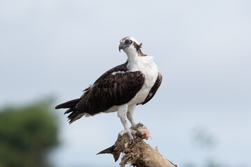 Osprey is perched on a branch in the tropical rainforest
