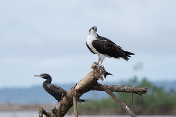Osprey is perched on a branch in the tropical rainforest