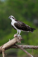 Osprey is perched on a branch in the tropical rainforest