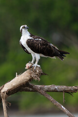 Osprey is perched on a branch in the tropical rainforest