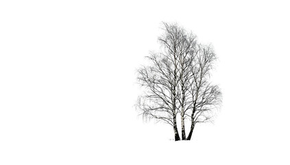 Fototapeta premium A monochrome image of a leafless tree against a stark, black background