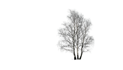 A monochrome image of a leafless tree against a stark, black background