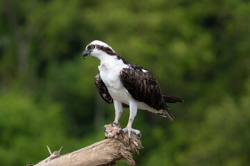 Osprey is perched on a branch in the tropical rainforest