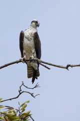 Osprey is perched on a branch in the tropical rainforest