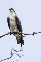 Osprey is perched on a branch in the tropical rainforest