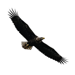 Obraz premium Majestic Eagle Flying with Wings Spread