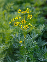 Obraz premium Ruta ( lat. Ruta ) is a genus of evergreen perennial fragrant herbs