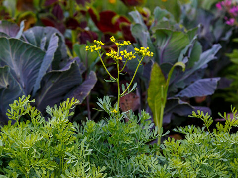 Ruta ( lat. Ruta ) is a genus of evergreen perennial fragrant herbs